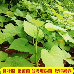 食叶型地瓜叶红薯红苕尖种植新鲜蔬菜山芋藤番薯叶吃叶子台农爬藤