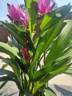 姜荷花盆栽带花苞庭院花卉四季开花易养耐热植物阳台花园观花绿植