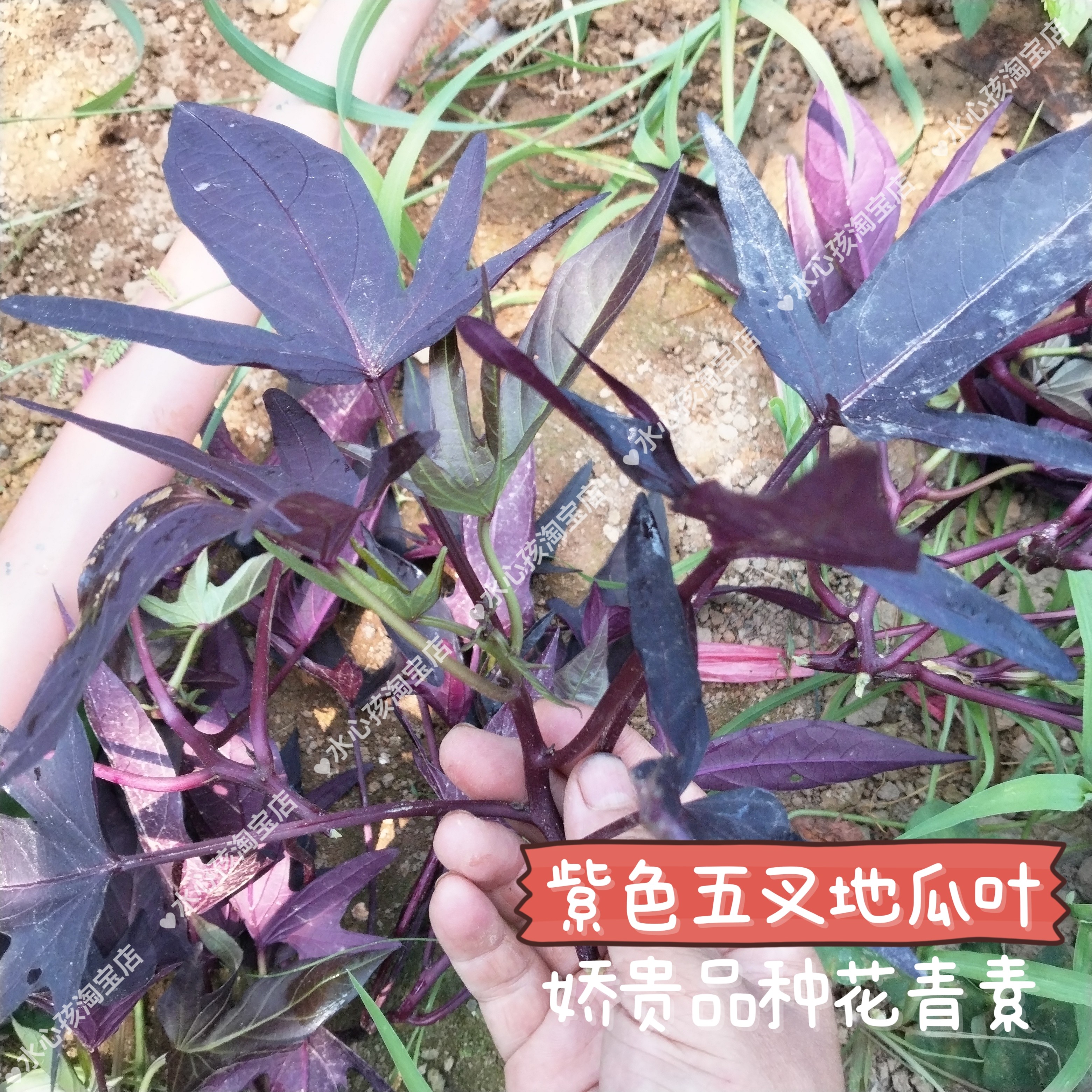 紫薯叶地瓜叶苗紫色地瓜叶苗吃杆吃叶子家四季蔬菜苕尖非常稀有