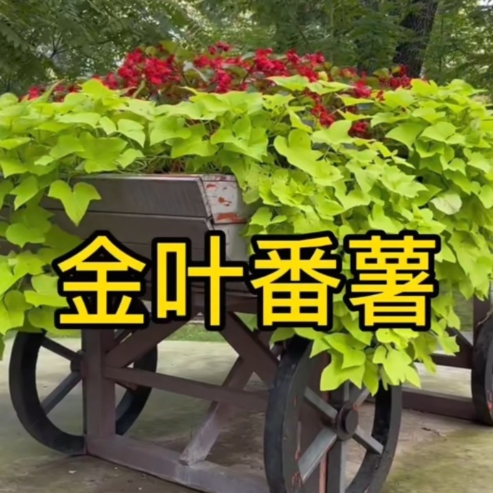 番薯叶阳台花海苗地瓜叶红薯苗爬藤山芋庭院别墅菜地叶杆金叶番薯