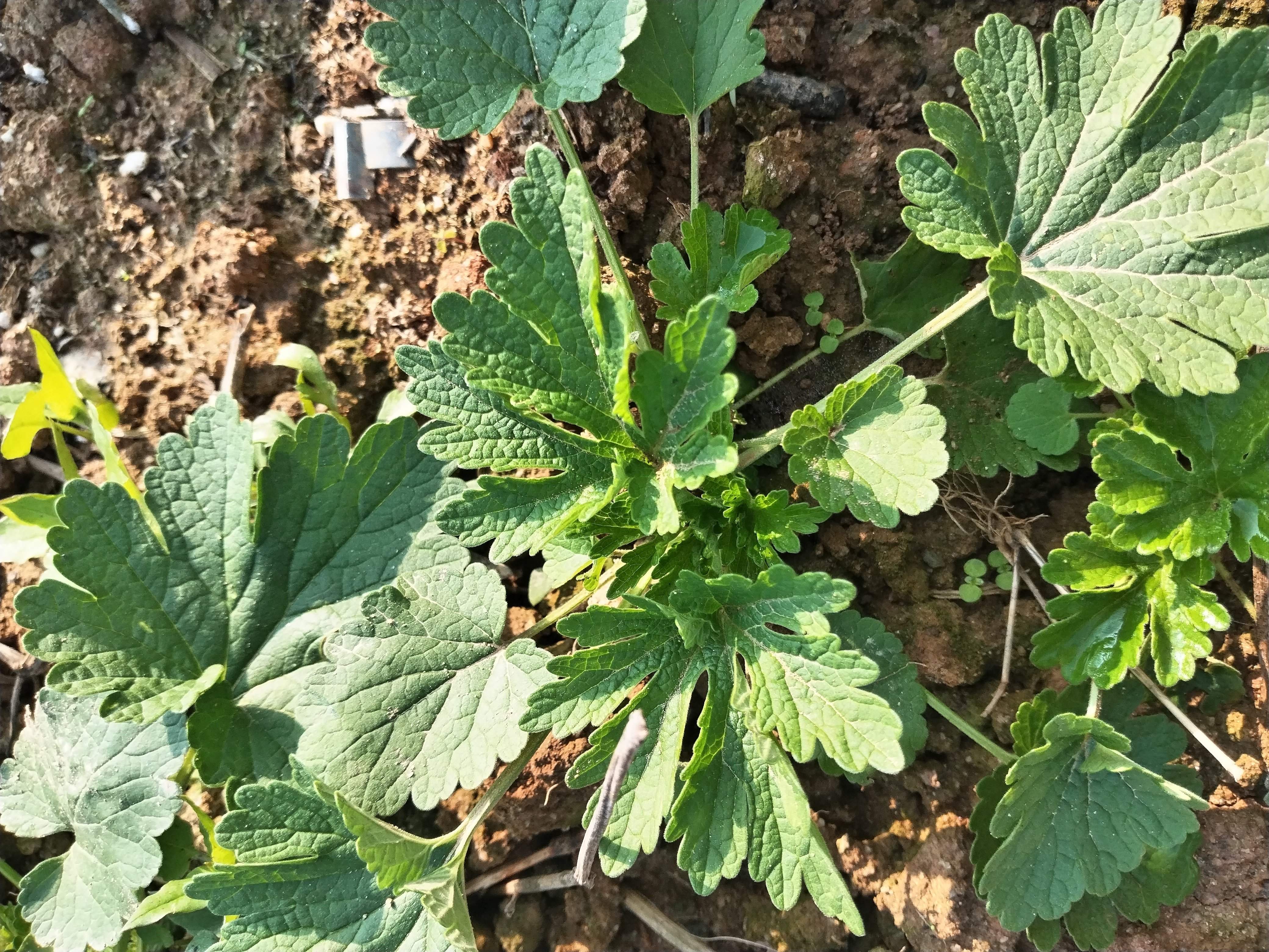 益母草盆栽月子菜女人菜中草室内阳台庭院盆栽好养易活植物幼儿园