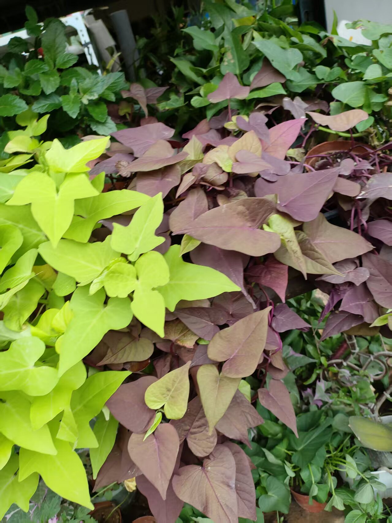 广东带根红梗马齿苋新鲜现挖马芷菜番薯叶公园造景阳台绿植盆栽苗