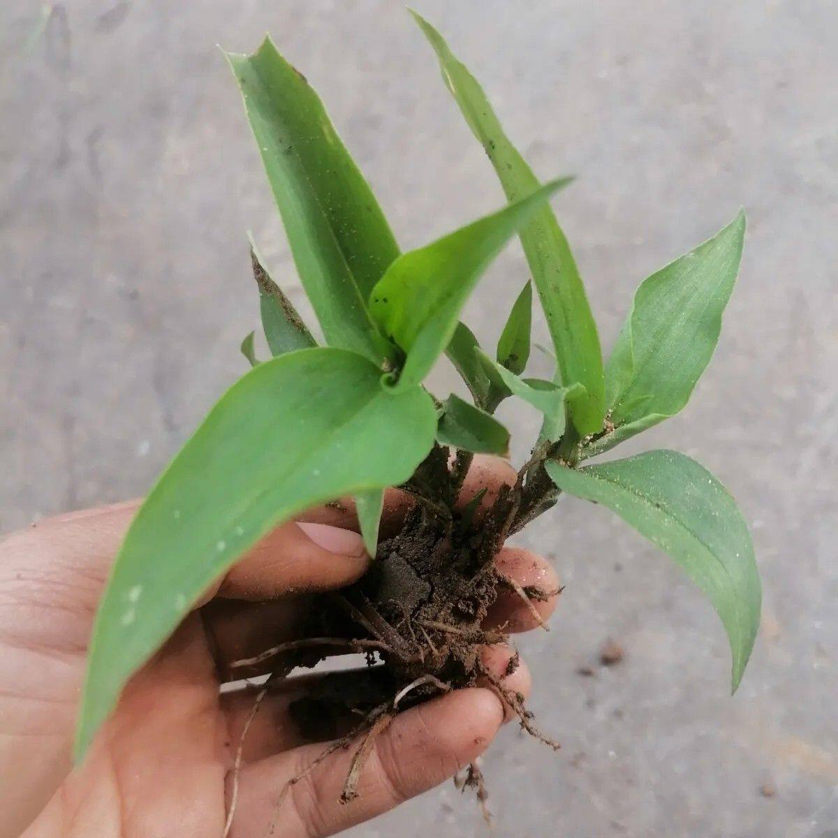 鸭跖草苗鸭舌草现挖新鲜兰花草竹叶草苗阳台庭院绿植盆栽带土球