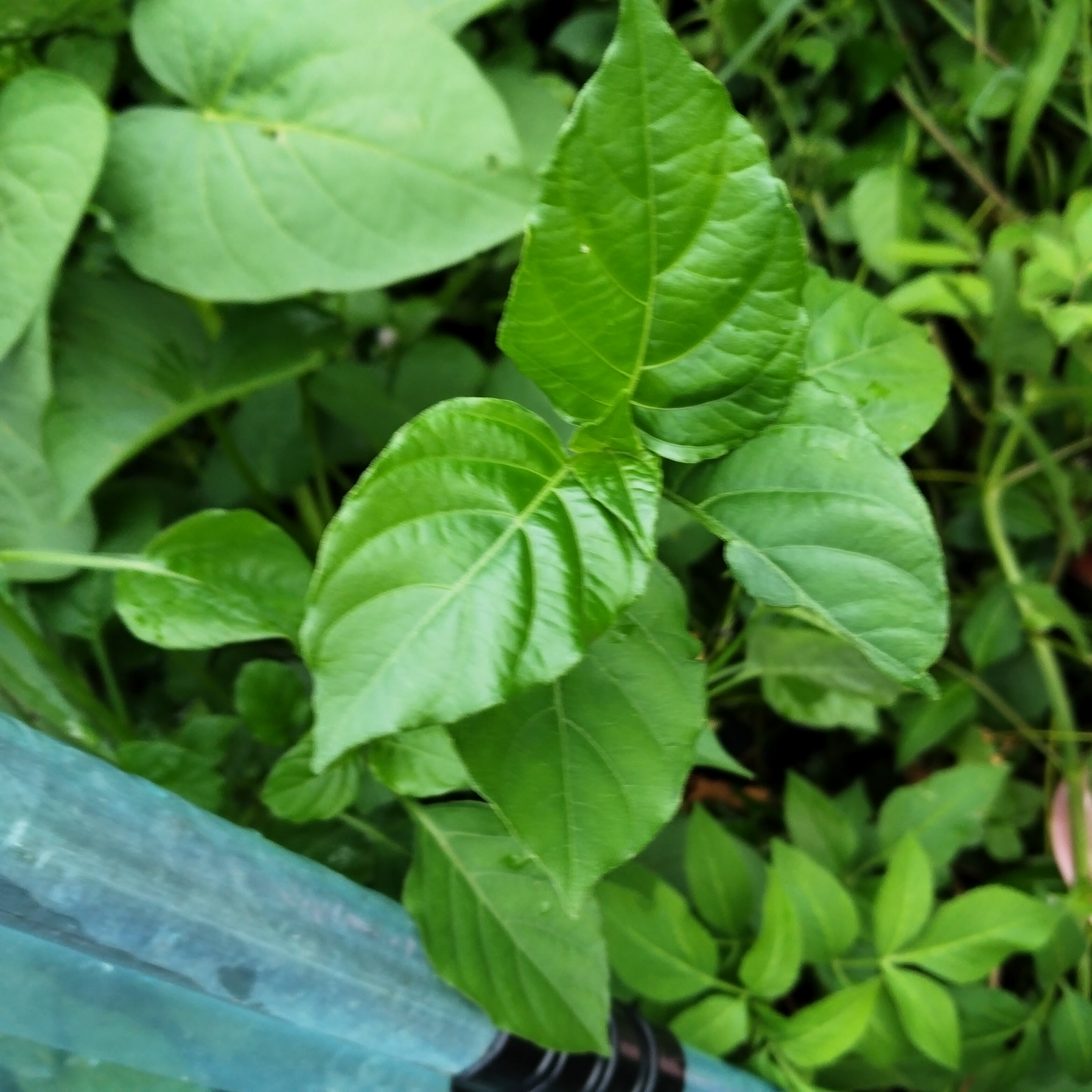 新鲜绿线叶血通菜绿线苗现摘野菜餐厅农庄火锅上汤食用四季蔬菜