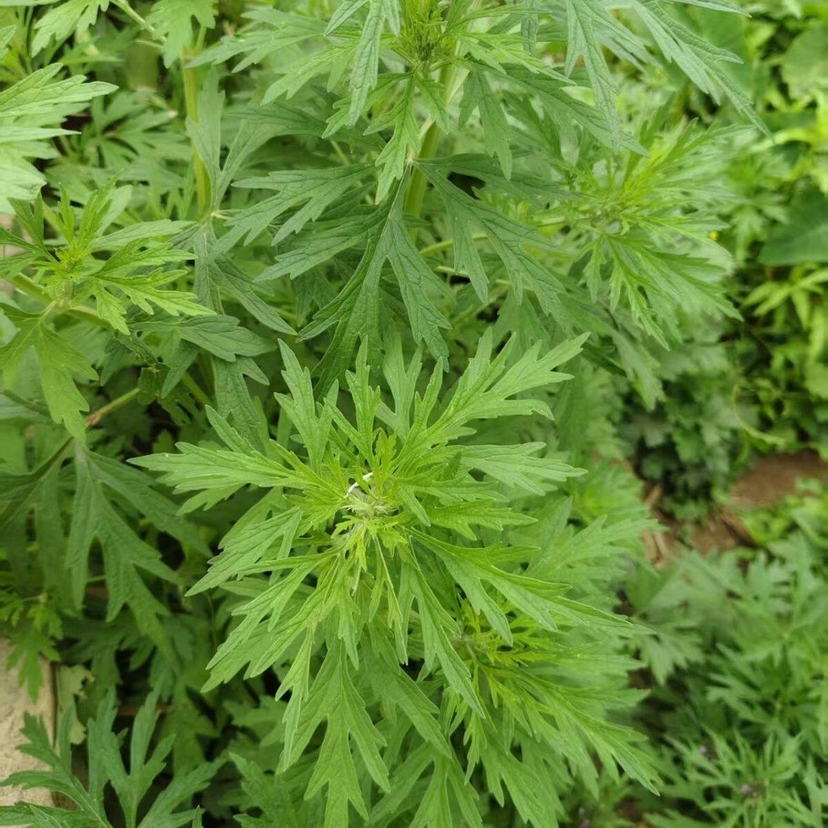 艾草盆栽室内阳台客厅办公室桌面四季常青植物月子益母草姨妈菜