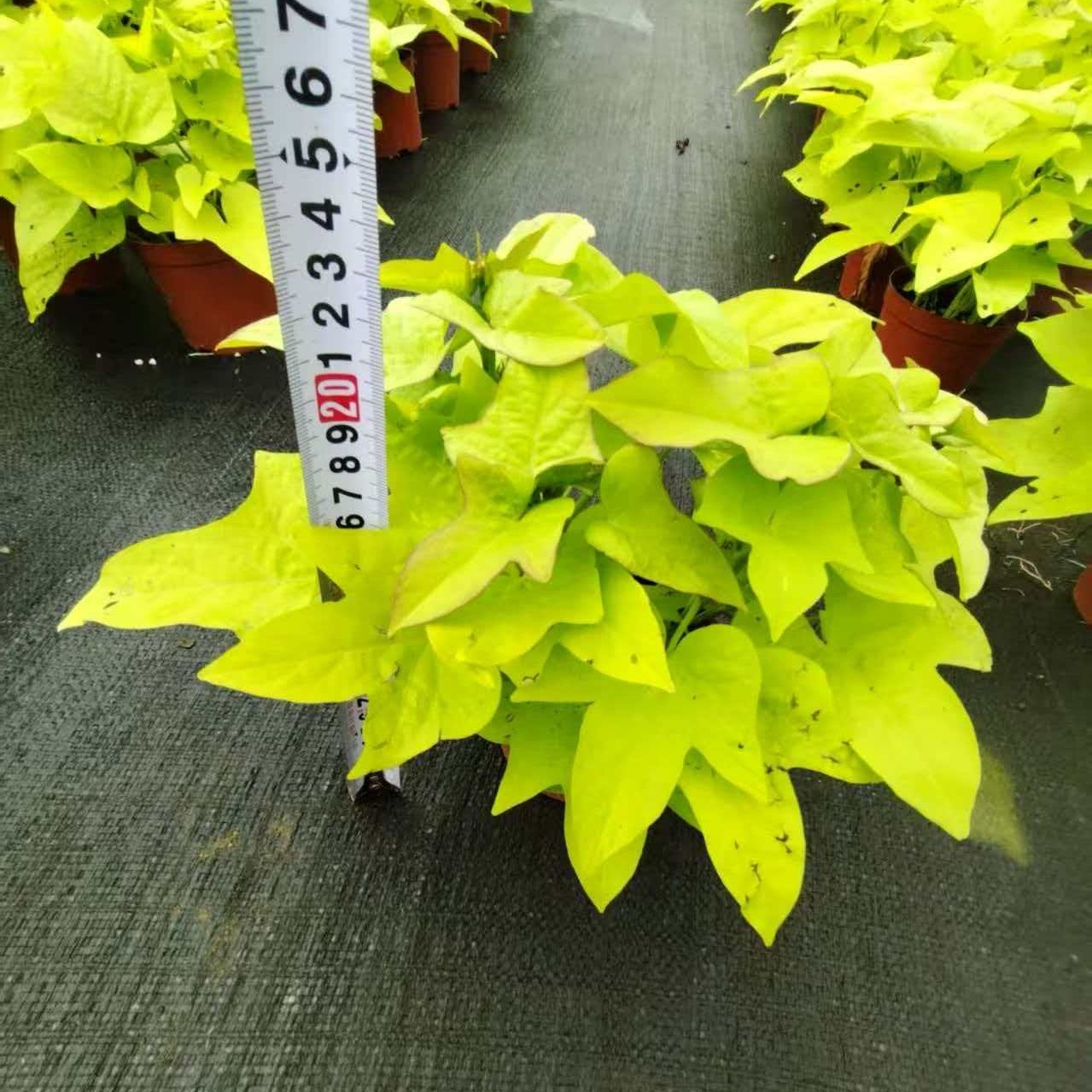漳州番薯叶甘薯阳台花海苗地瓜叶红薯苗爬藤山芋庭院别墅菜地叶杆