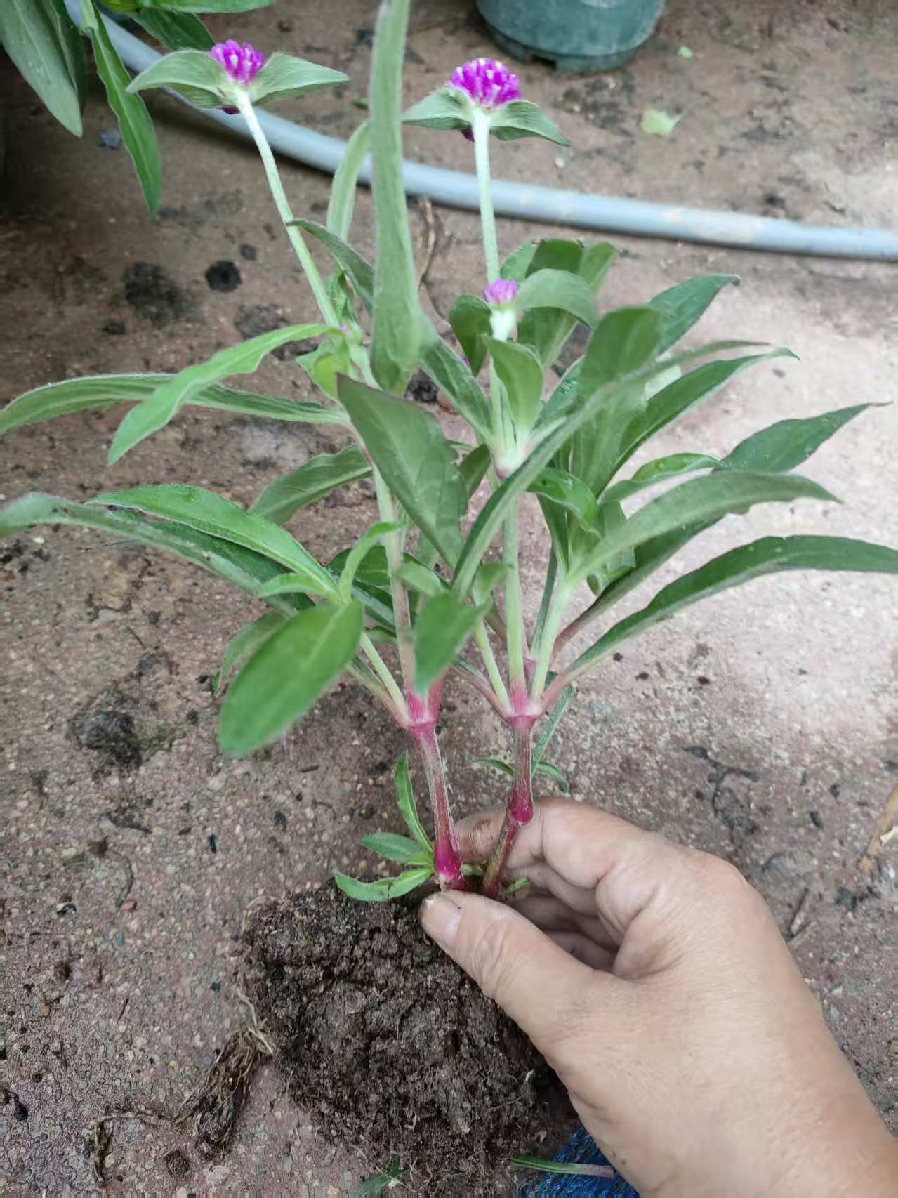 千日红花苗花种籽苗耐晒好养四季开花阳台庭院公园花海店门口种植