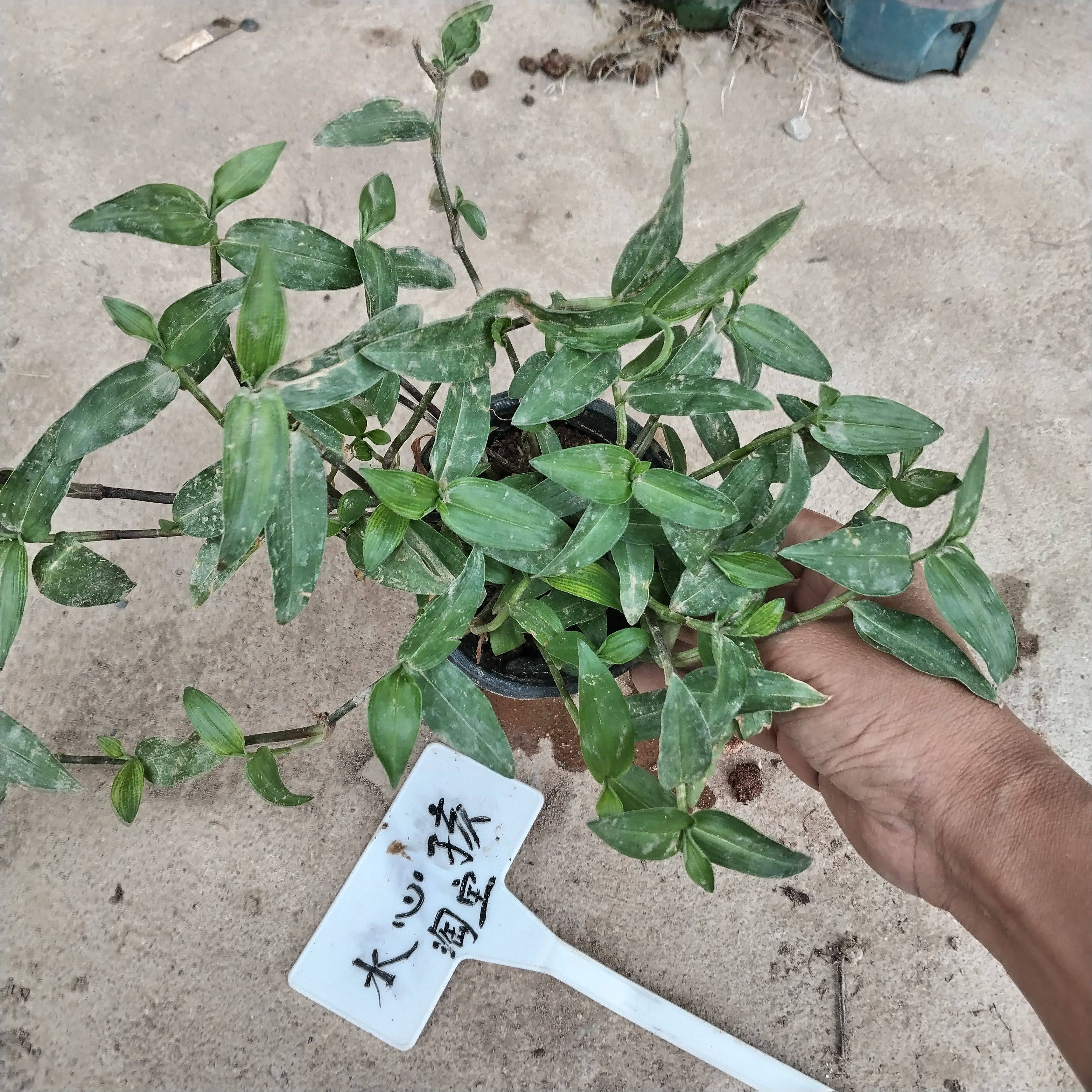 新鲜采摘野鸭跖草苗竹节菜新鲜竹叶草碧竹子蝴蝶花野生百日晒草