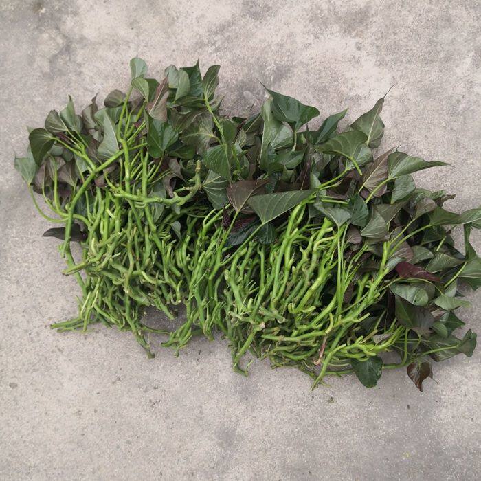 福建漳州正宗六鳌红蜜薯红皮红心地瓜苗红薯叶子番薯种苗蜜薯糖心