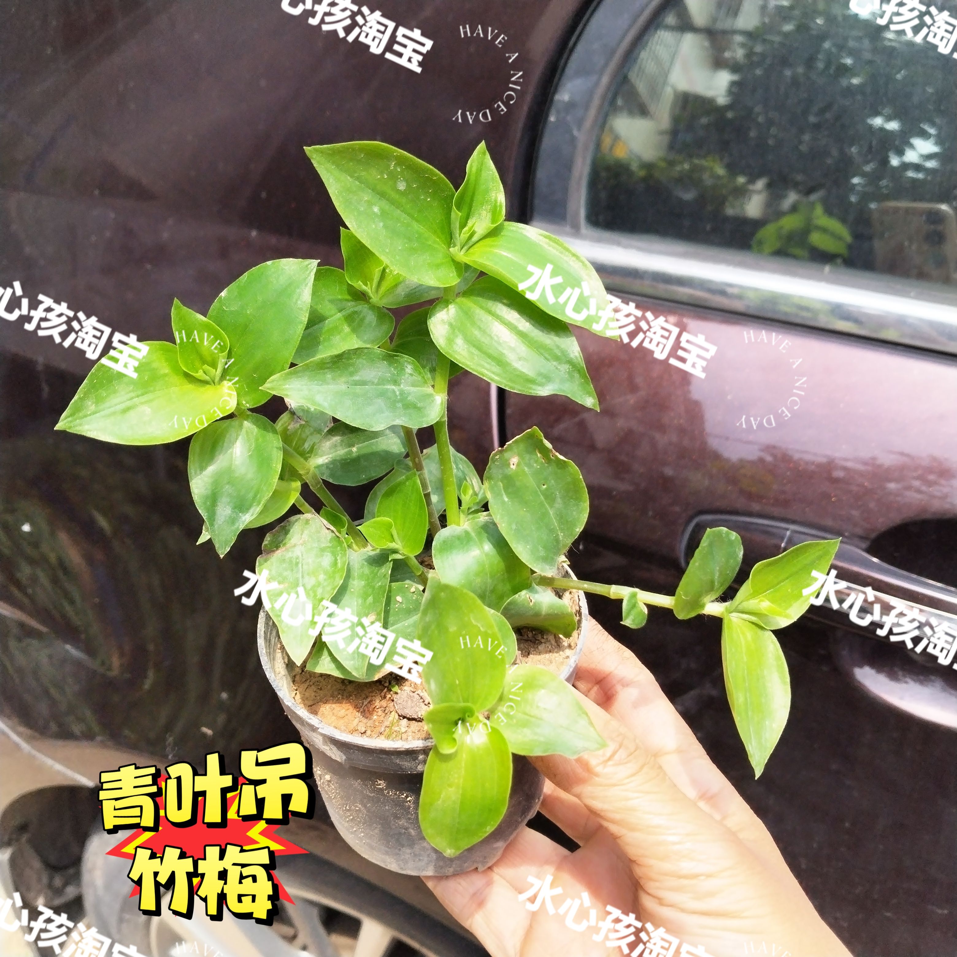 青叶吊竹梅盆栽特色野菜中草药材四季盆栽蔬菜苗阳台庭院种植带根