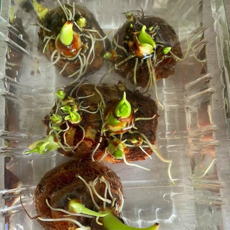 水培芋头绿植盆栽水养玻璃瓶芋艿观察植物生长日记幼儿园文创植物