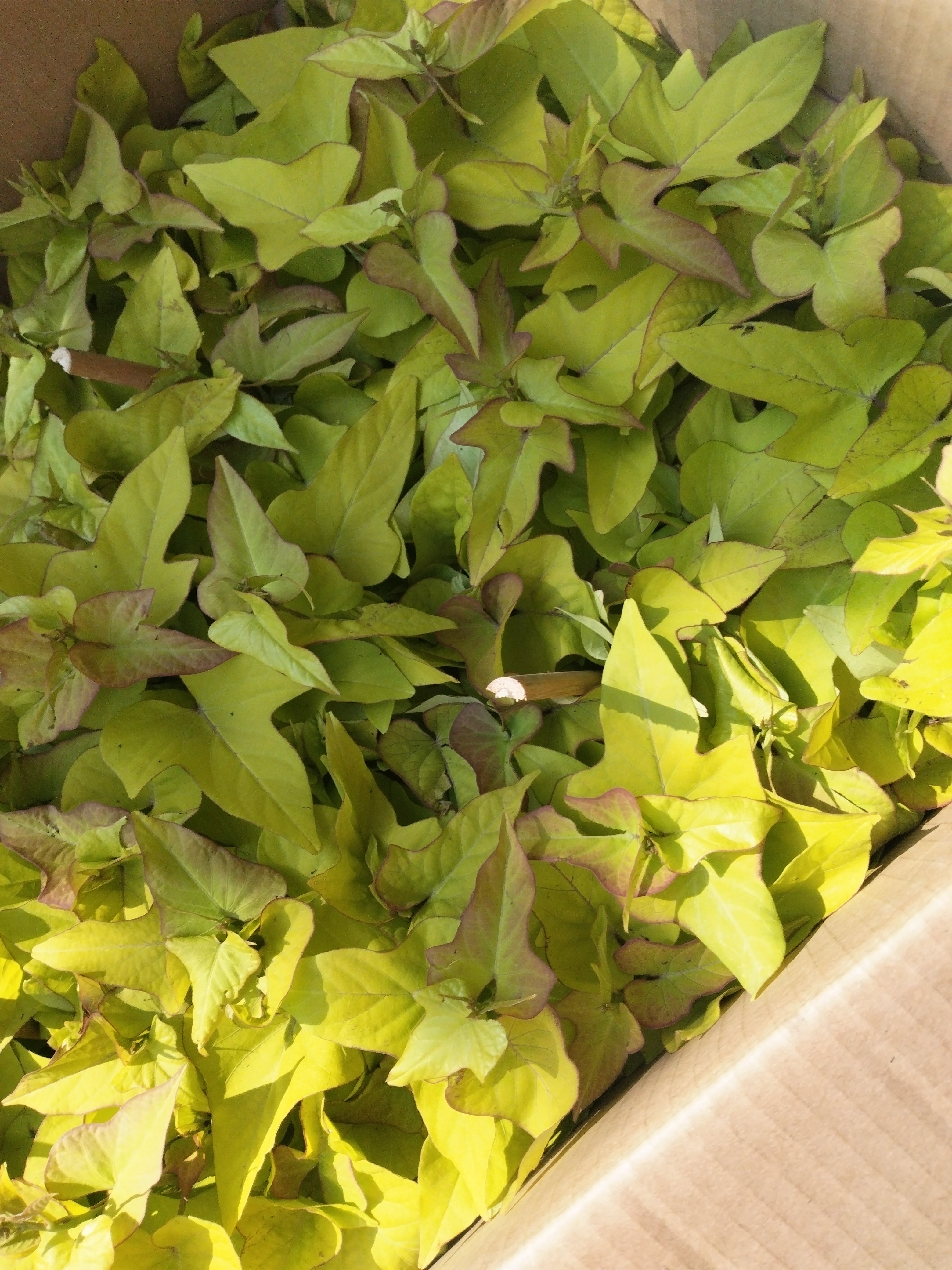 金色红薯苗地瓜苗盆栽阳台庭院种植蔬菜苗观赏路面绿化苗公园推荐