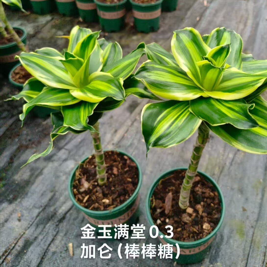 巴西美人铁老桩盆栽室内桌面绿植耐旱好养活观茎观叶造型植物