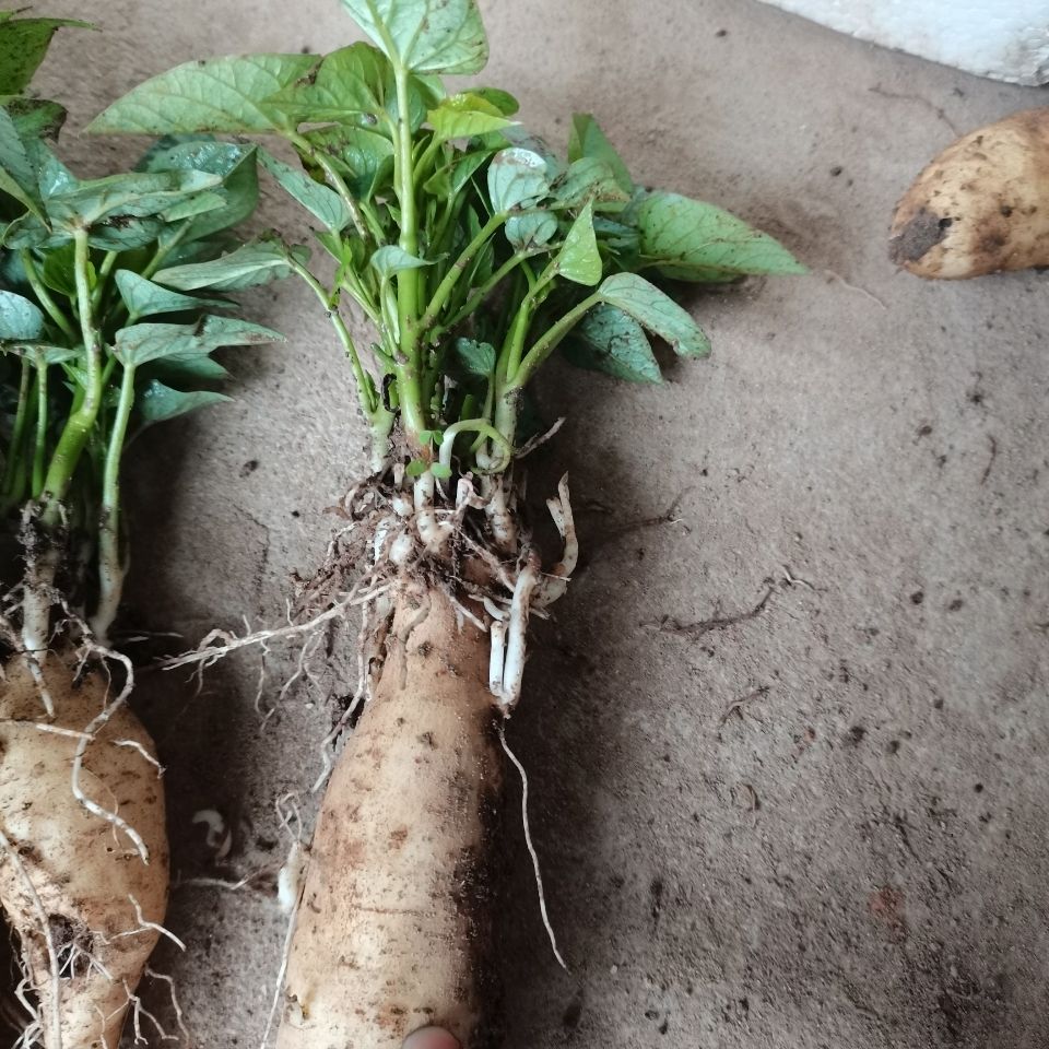 学生作业发芽地瓜叶盆栽室内水培番薯叶鱼缸微景观共生红薯苗