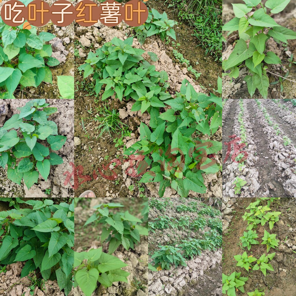 专吃红薯叶的苗圆叶苗食叶型番薯叶苗秧地瓜苗苕尖种子植蔬菜盆栽