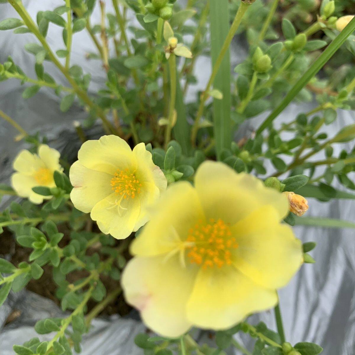 太阳花单瓣马齿苋苗盆栽庭院阳台带花苞混色幼儿园花草发货会掉叶