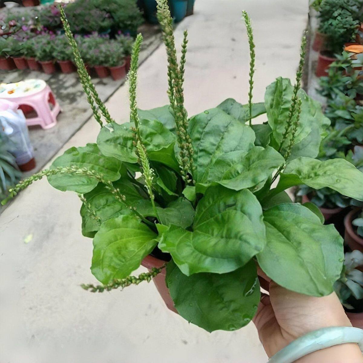 新鲜车前草整株蛤蟆菜车前草清热车轮草牛舌草下单现采带泥发货