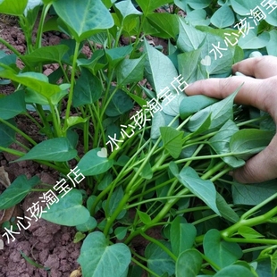 盆栽福薯18号叶用型种薯专吃叶子地瓜红薯红苕种育苗专用菜地用食