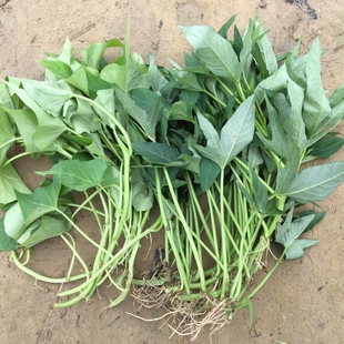 【食用红薯叶苗】专吃叶子嫩尖地瓜叶苗乌龟兔子饲料红苕苗番薯苗