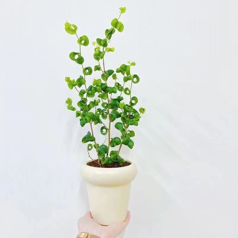 卷叶榕盆栽室内客厅办公室桌面绿植花卉活净化空气漳州花叶卷福