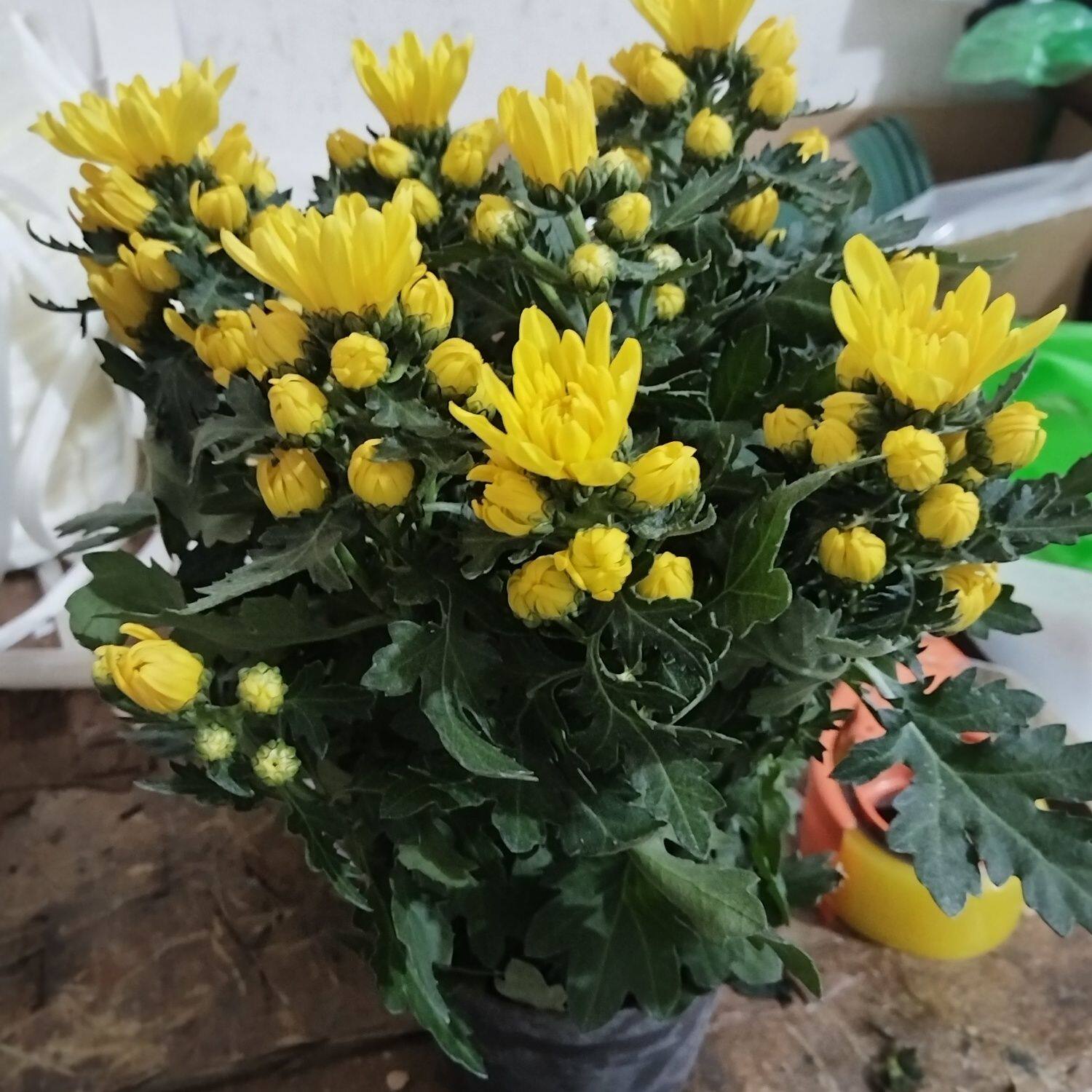 黄色菊盆栽带花苞4月菊大花苗四季花室外植物花卉秋菊庭院拜祭祀
