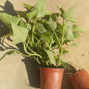 带盆栽好广西老品种专吃叶子红薯叶种苗阳台种地瓜叶食叶型红苕尖