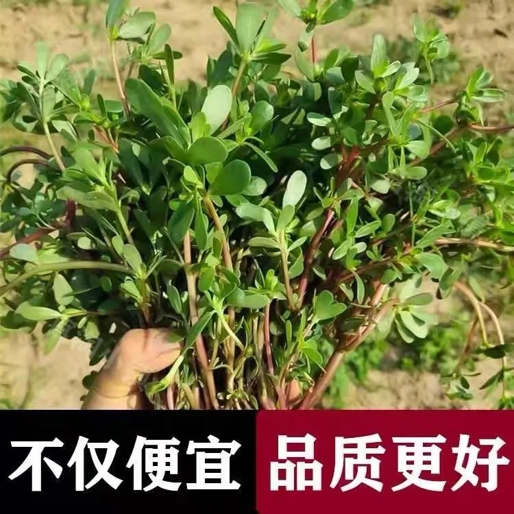 新鲜马齿苋纯天然马苋菜蚂蚁菜长寿菜野菜马蜂菜中草药老鼠耳带根