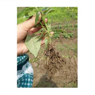 吃叶红薯叶种苗 食叶型番薯苗 台湾红薯叶阳台盆栽保健菜红薯种苗