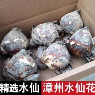 精选级别水仙花种球室内阳台水培水养水仙盆栽四季花卉冬天种耐寒