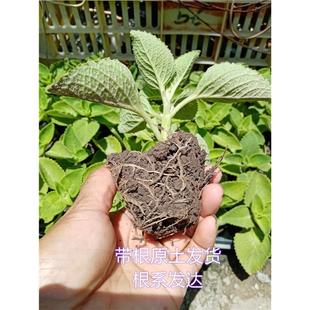 包邮潮汕青草药现采番桔风桔到手香左手香排香草太子香新鲜枝叶