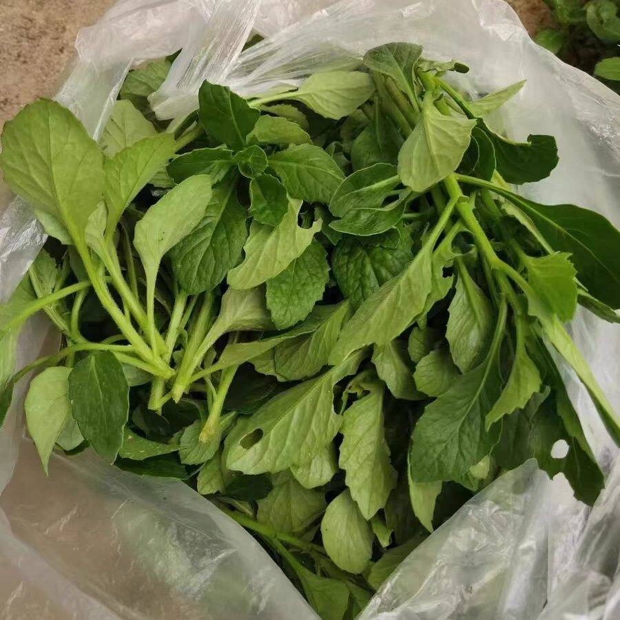 新鲜蔬菜小白菜现摘现发小青菜农家自种露天种植片仔癀草榨汁凉拌