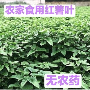 新鲜采摘农家种植无农药无化肥红薯叶嫩尖食用苕尖地瓜尖地瓜苗子