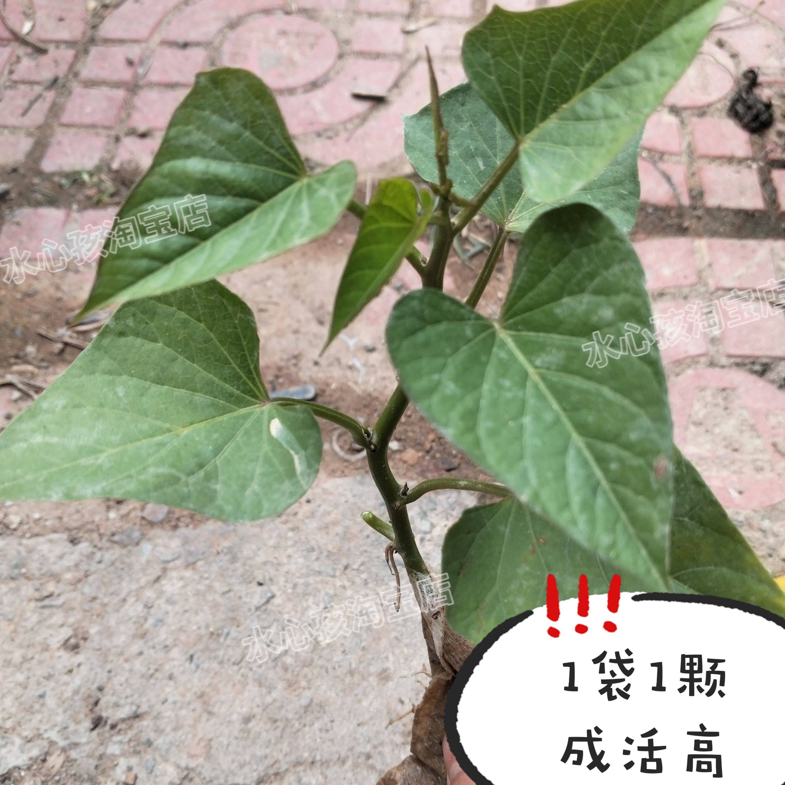 带根发货专吃叶子红薯苗地瓜苗红薯叶种福薯18号番薯叶子新鲜食用