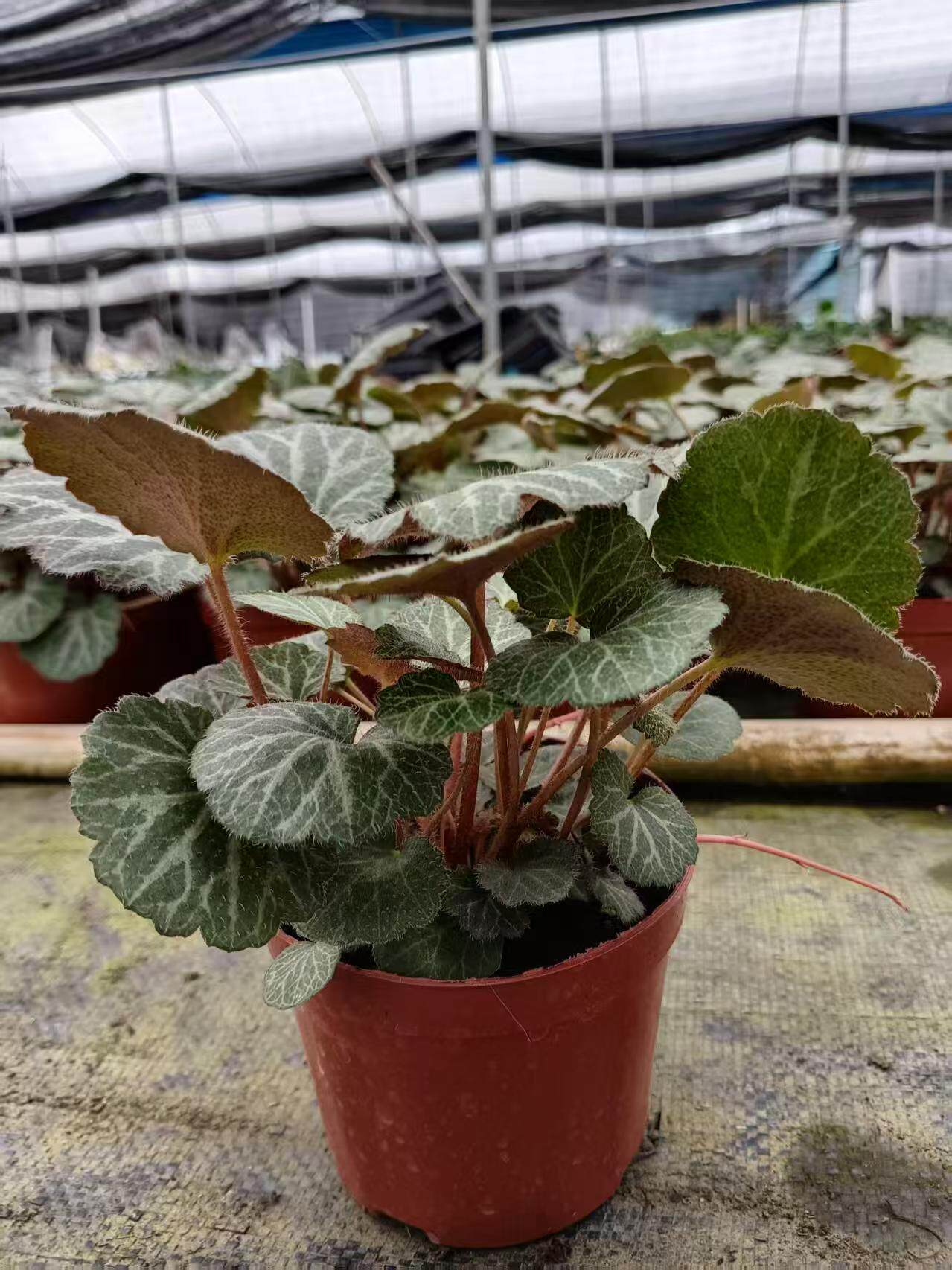 虎耳草盆栽苗微型盆景迷你小盆栽阳台庭院绿植案几摆件植物假山
