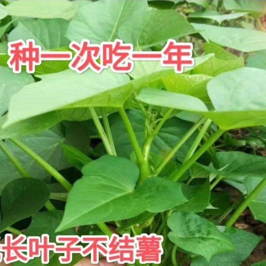 老藤发货专吃叶子红薯苗地瓜苗红薯叶种福薯18号番薯叶子山芋蔬菜