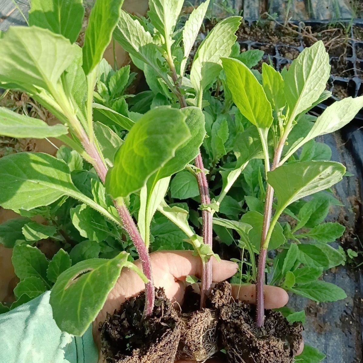 家庭种植绿色片仔癀草盆栽白凤菜苗片仔癀草苗可食用药材植物盆栽