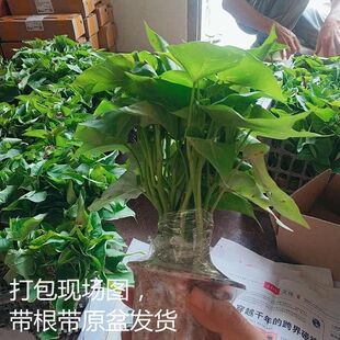 带根发货食叶型红薯 地瓜叶福薯18号番薯专吃叶子山芋苗台湾蔬菜
