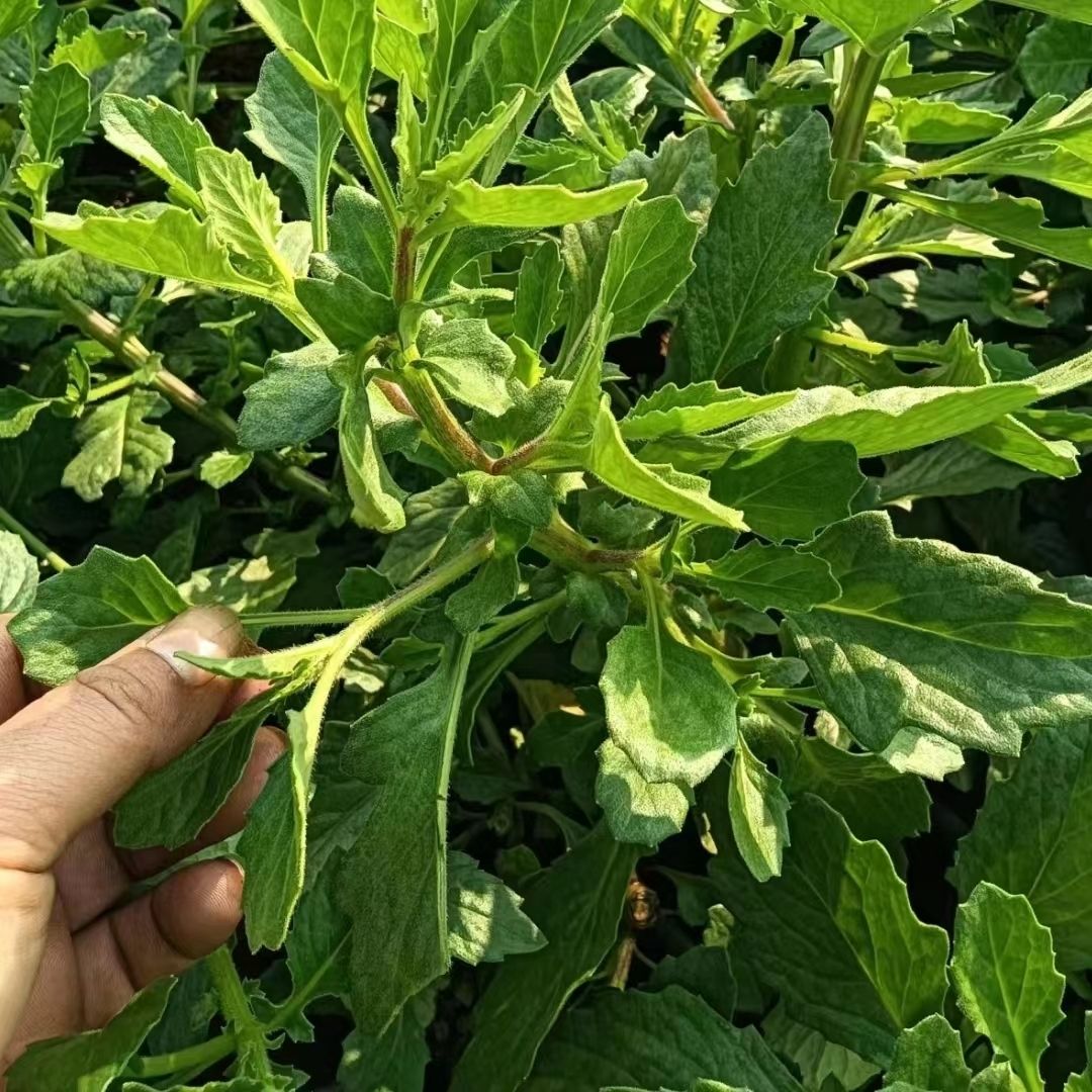 漳州特产现采5斤新鲜漳州片仔癀草可食用降火清凉解榨汁果汁叶子