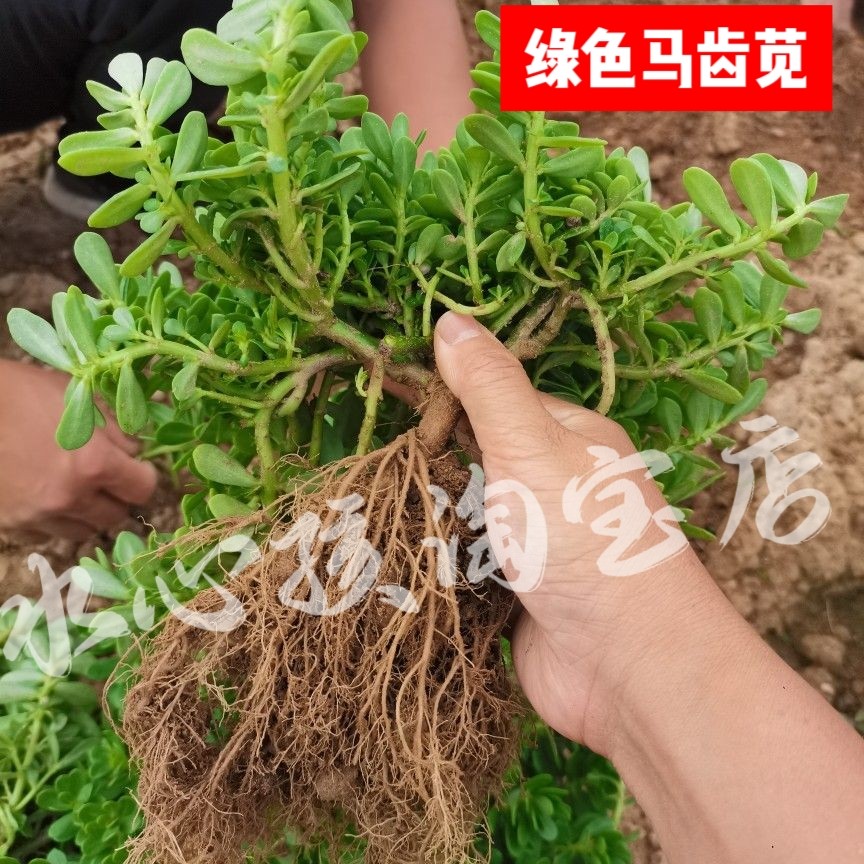 白花绿茎马齿苋食用种苗凉拌菜猪母菜盆栽阳台菜园种植庭院楼顶