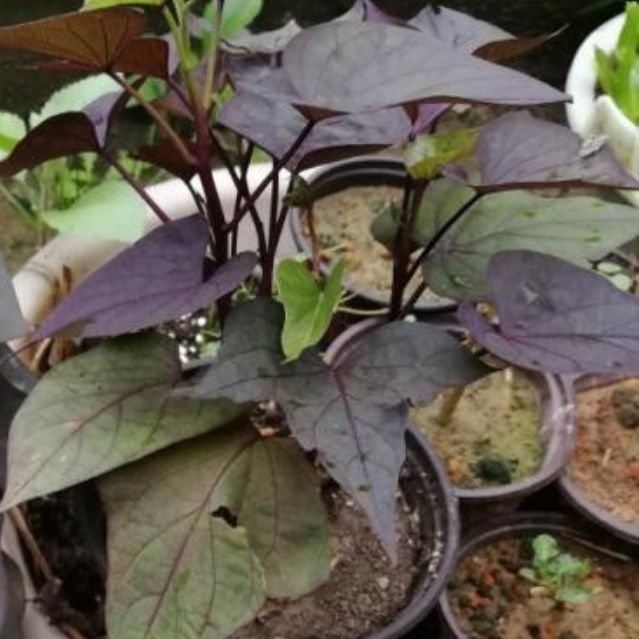 紫色红薯叶紫叶地瓜食叶型农家蔬菜种苗做观赏盆栽紫色专吃叶地瓜