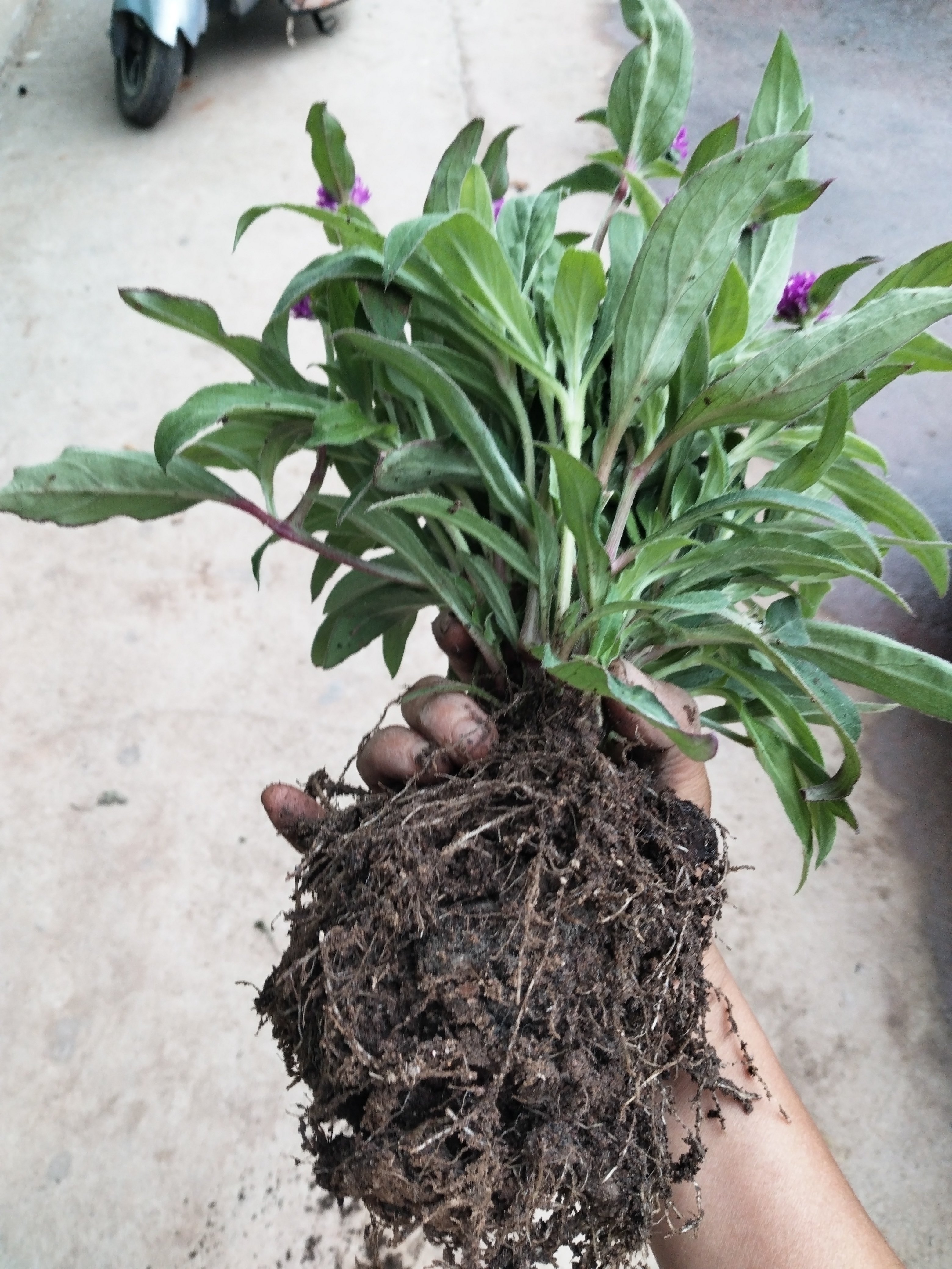 四季阳台千日红草新鲜带土纯天然可做干花车庭院种植现货分叉多
