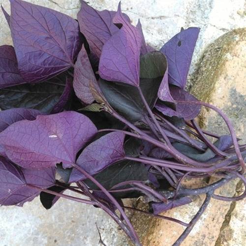 食叶型红薯苗地瓜叶种植 福薯18号食用专吃叶子苕尖台湾蔬菜种苗