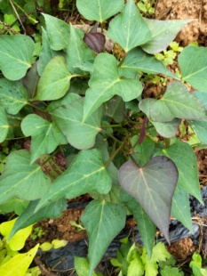 红薯苗食用红薯苗秧番薯叶地瓜红苕叶蔬菜西瓜红盆六鳌地瓜烤地瓜