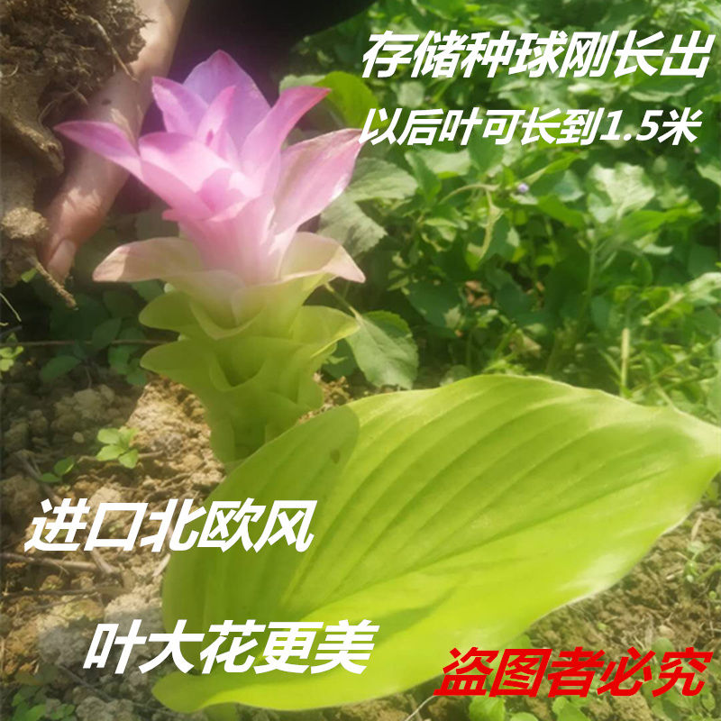 【现货】进口姜荷花带叶带花品种多花色丰富多年生草本花卉盆栽