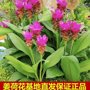 姜荷花盆栽带花阳台花园四季花苗耐热高档鲜花花坛工程绿化礼佛