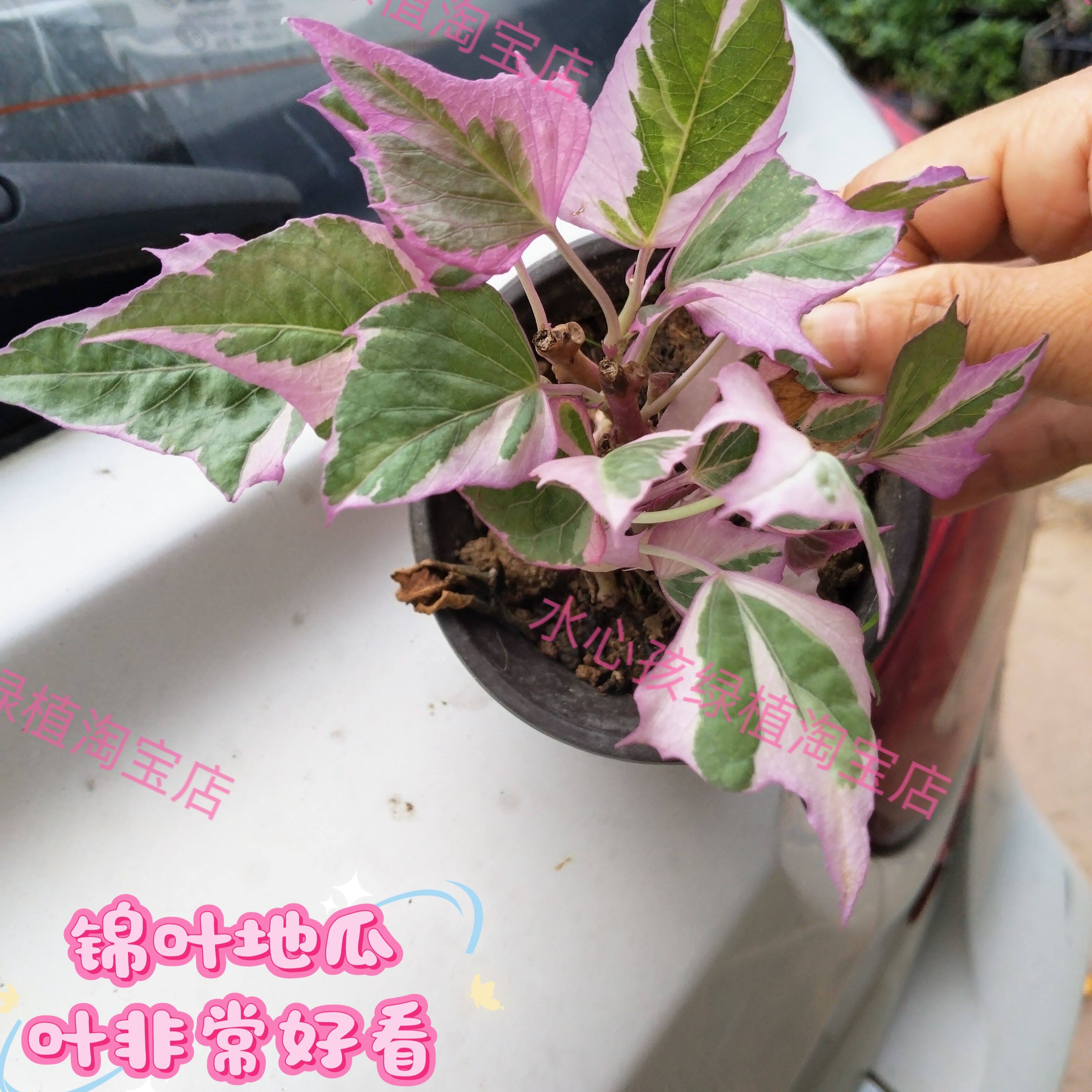 地瓜苗锦叶盆栽番薯苗地番薯叶地瓜庭院阳台成好幼儿园植物观察