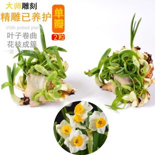 已雕刻漳州水仙花正宗中国水仙特级8--9枝花苞单复瓣水养花卉春节