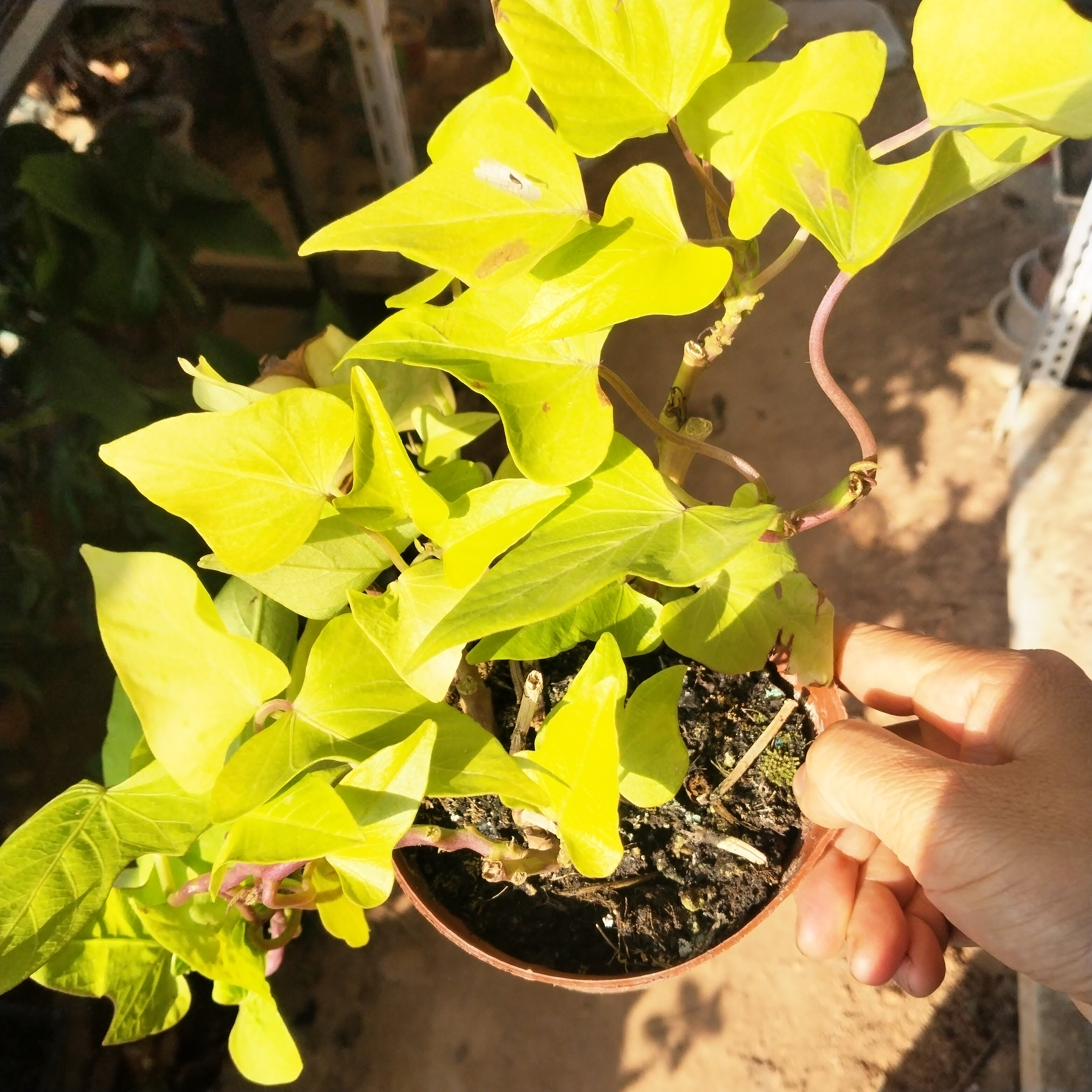 金边玉簪盆栽多年生宿根耐阴花镜植物番薯叶景区绿化工程阳台红薯