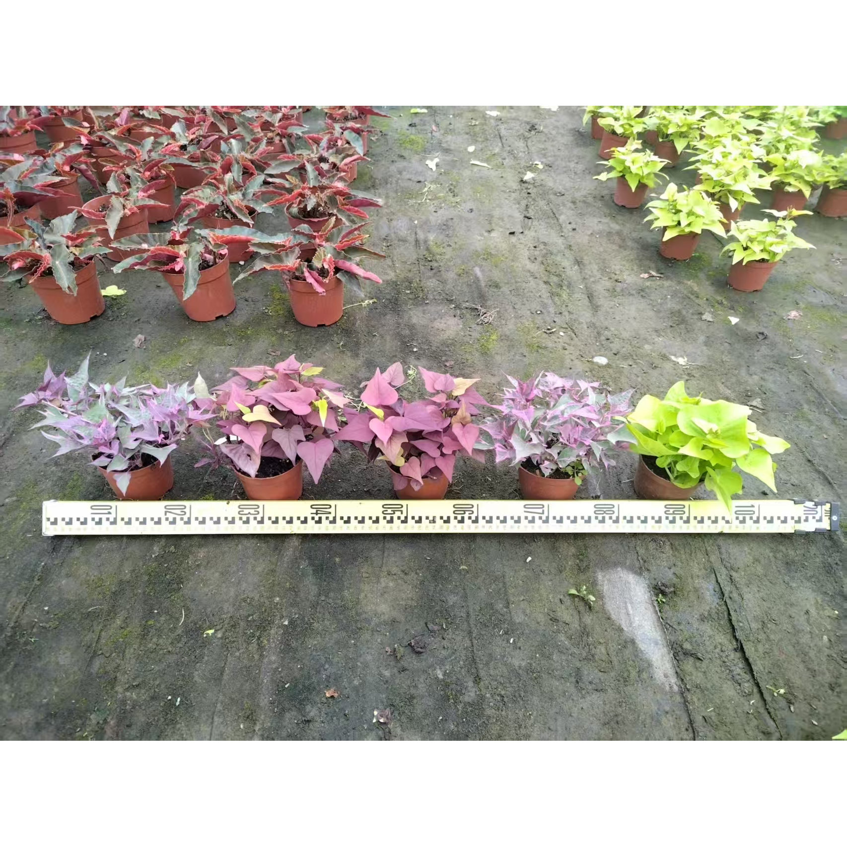 工程阳台金色的番薯叶别墅绿化花卉植物四季好养公园花镜花坛景观