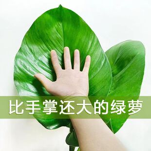 大叶绿萝苗柱状大盆办公室内大型绿植物大宽叶花卉吸甲醛净化空气